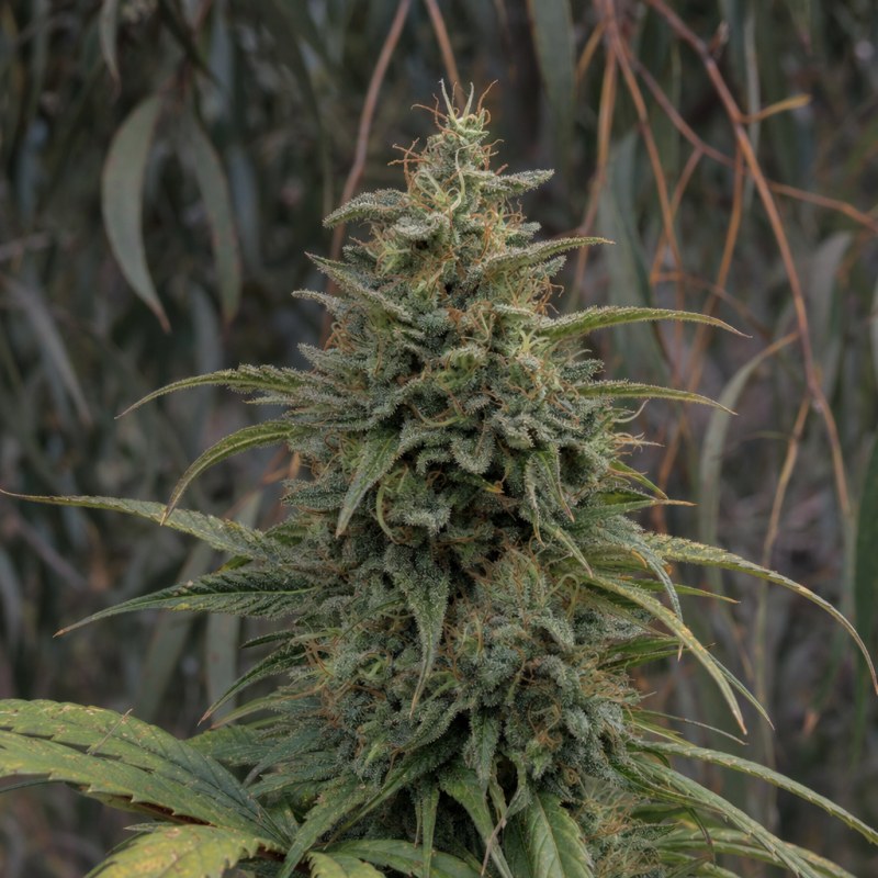 Outdoor macro photograph of the C. Banana Auto flower on a living plant