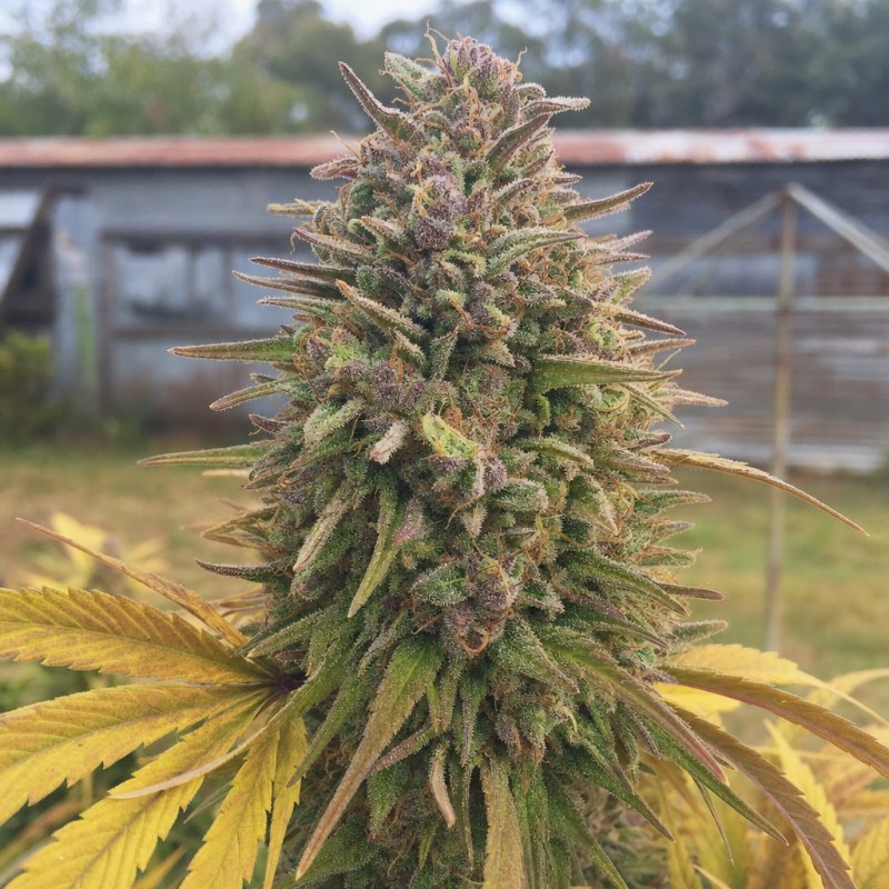 Outdoor macro photograph of the Moonshine Cookies flower on a living plant