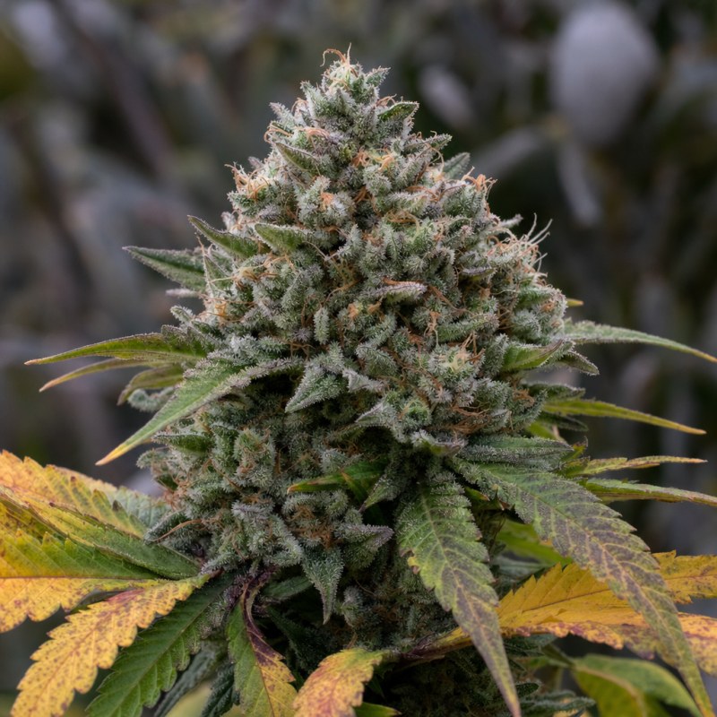 Outdoor macro photograph of the Cap Junky Auto flower on a living plant