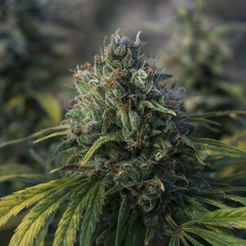 Outdoor macro photograph of the Peanut Butter Breath Auto flower on a living plant