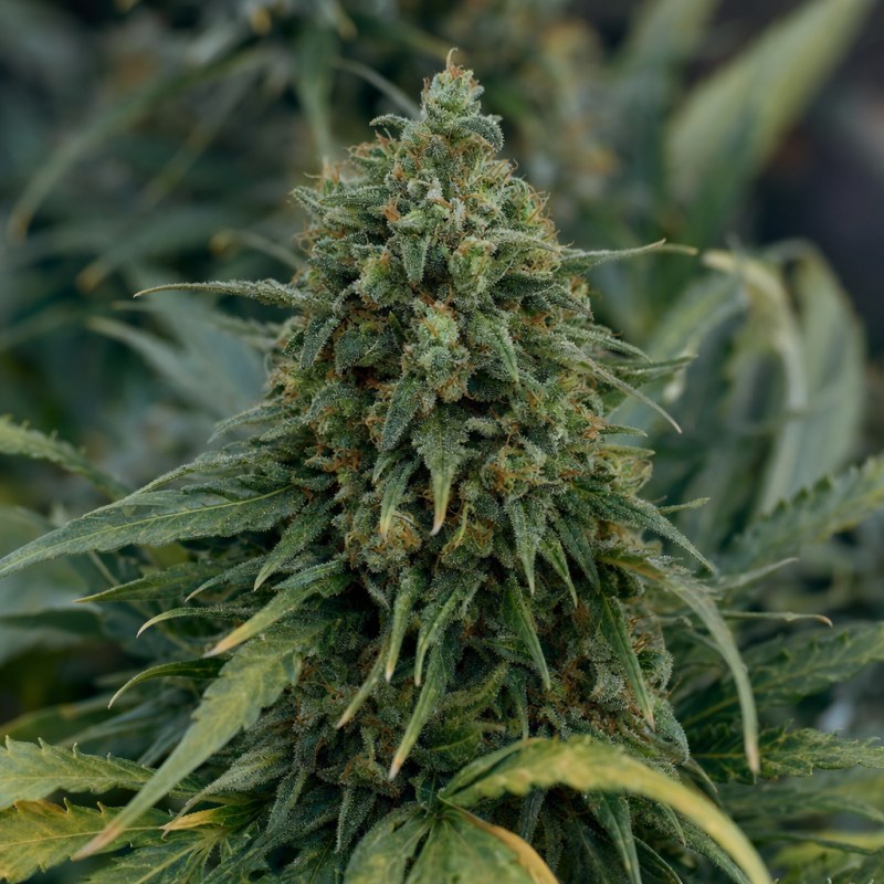 Outdoor macro photograph of the Animal Face Auto flower on a living plant