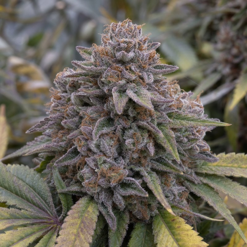 Outdoor macro photograph of the Black Runtz Auto flower on a living plant
