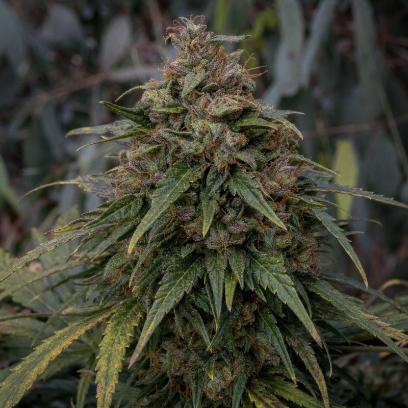 Outdoor macro photograph of the Grandmommy Purple flower on a living plant