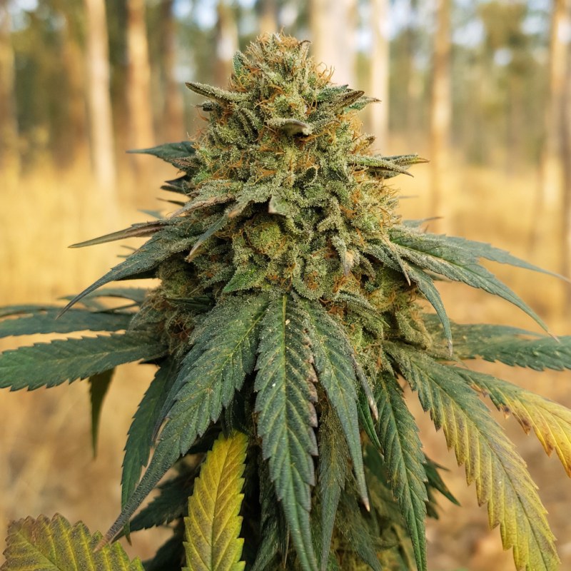 Outdoor macro photograph of the Mendo Breath flower on a living plant