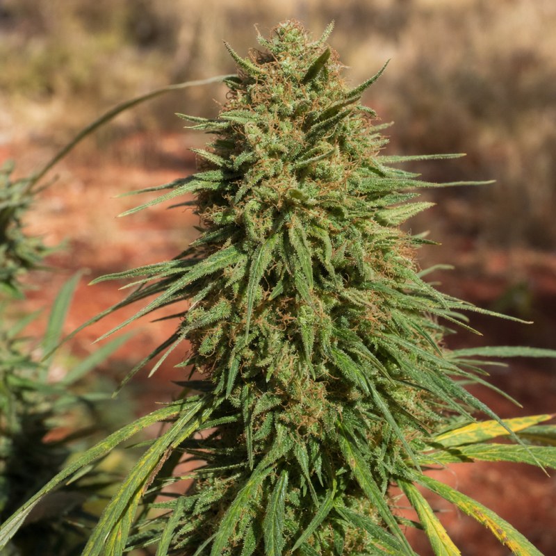 Outdoor macro photograph of the CBD Ratio 1:30 flower on a living plant