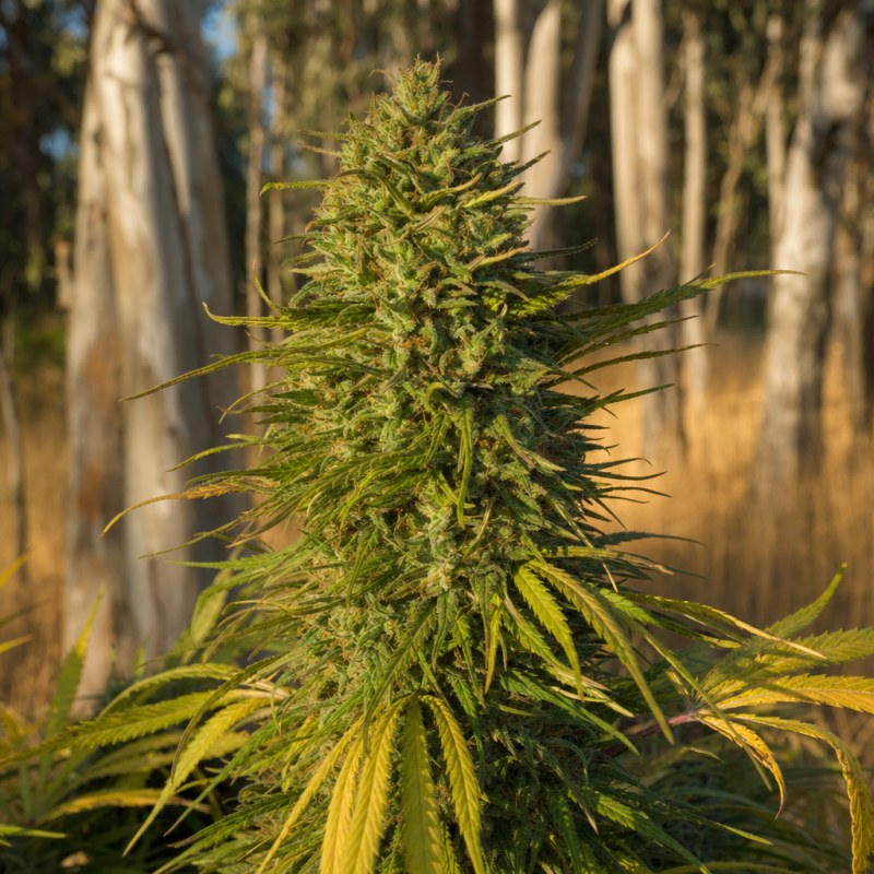 Outdoor macro photograph of the Sour Tsunami flower on a living plant