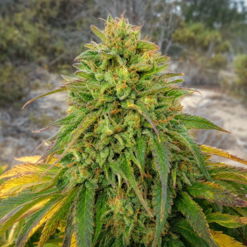 Outdoor macro photograph of the Girl Scout Cookies x Somango Auto flower on a living plant