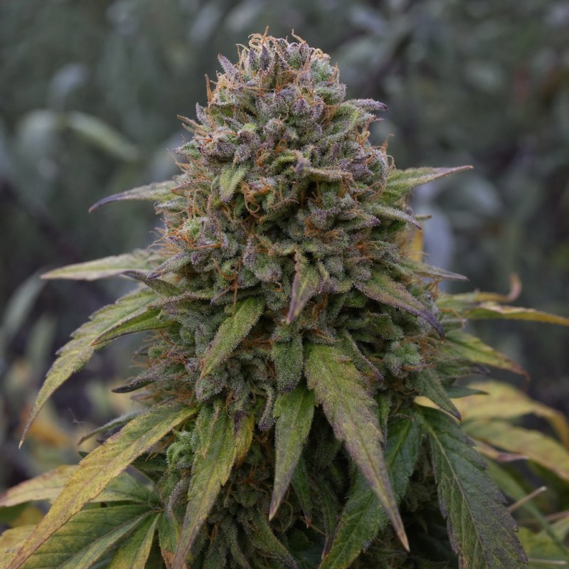 Outdoor macro photograph of the Pink Rozay x Gelato Auto flower on a living plant