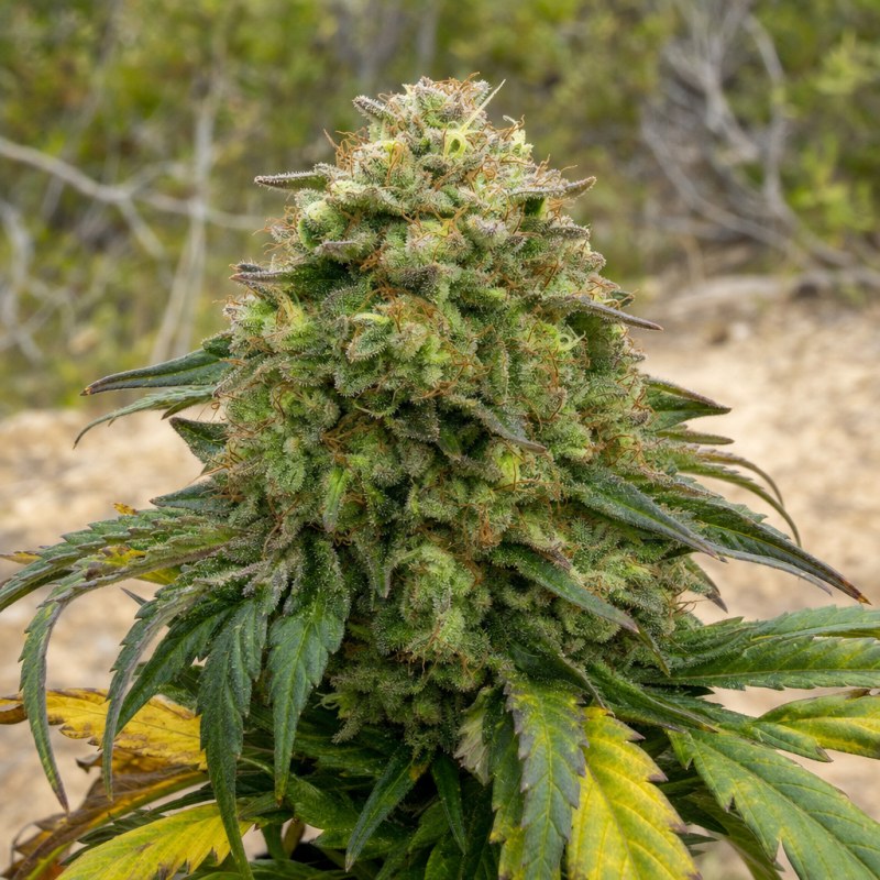 Outdoor macro photograph of the Mandarin Cookies flower on a living plant