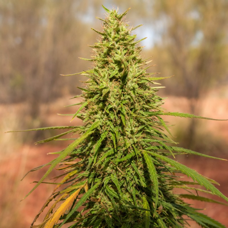 Outdoor macro photograph of the Amnesia AK 47 flower on a living plant