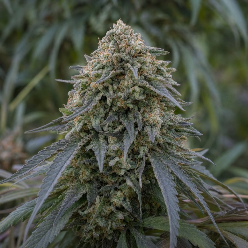 Outdoor macro photograph of the Critical White flower on a living plant
