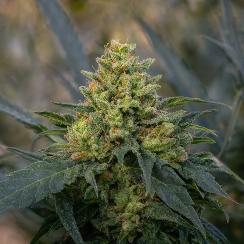 Outdoor macro photograph of the Critical Auto flower on a living plant