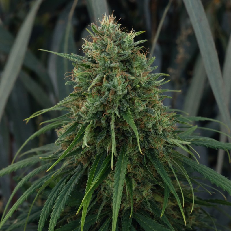 Outdoor macro photograph of the CBD Kush flower on a living plant