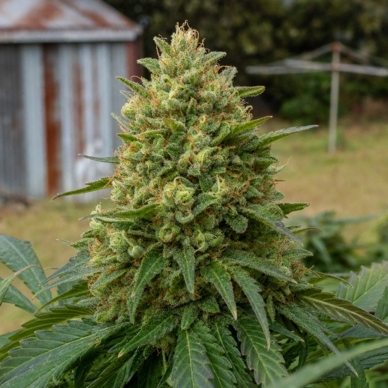 Outdoor macro photograph of the CBD Critical Mass flower on a living plant