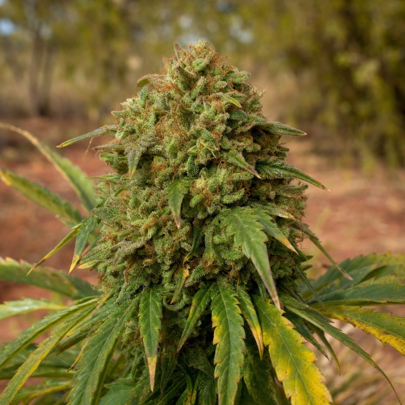 Outdoor macro photograph of the ACDC flower on a living plant