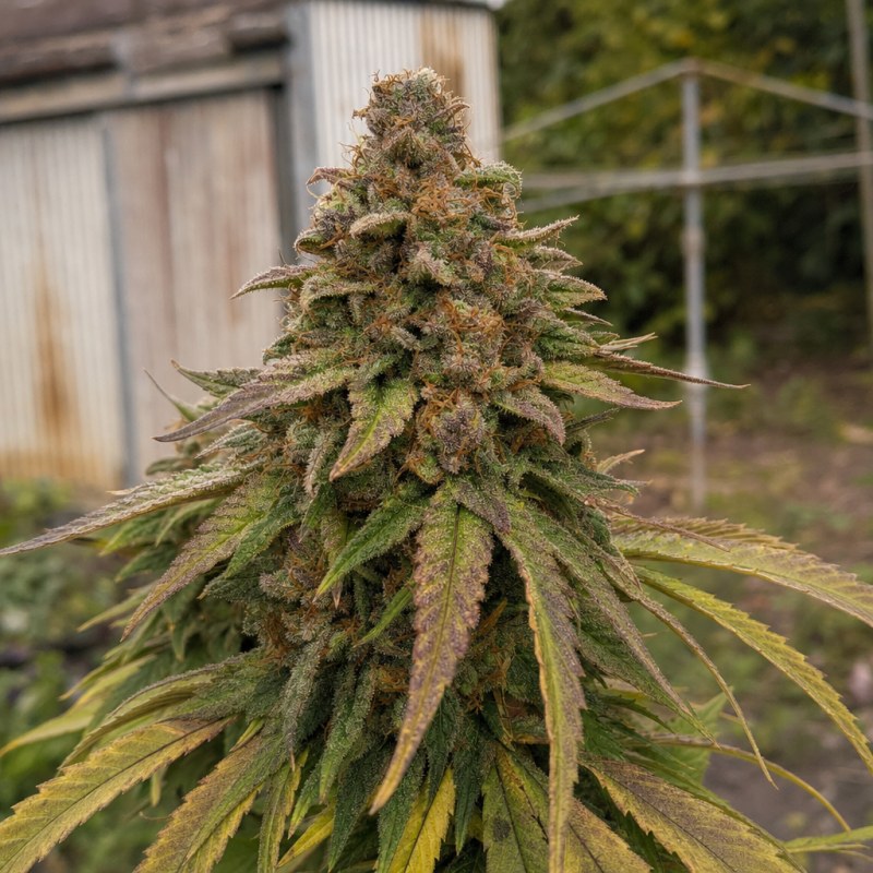 Outdoor macro photograph of the Granddaddy Purple flower on a living plant