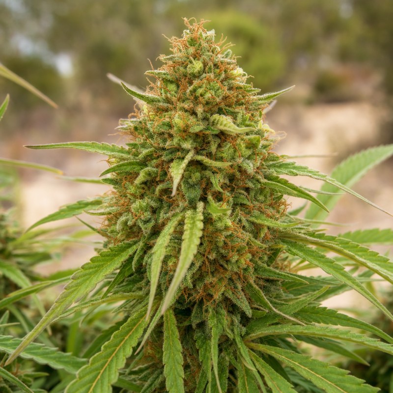 Outdoor macro photograph of the Z OG flower on a living plant