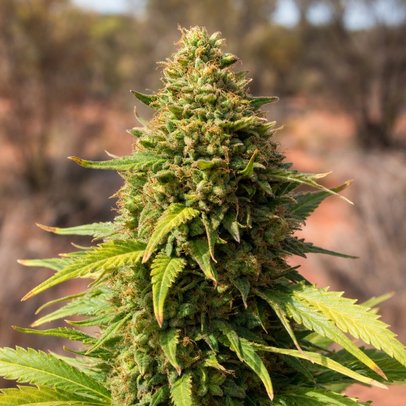 Outdoor macro photograph of the Gelato flower on a living plant
