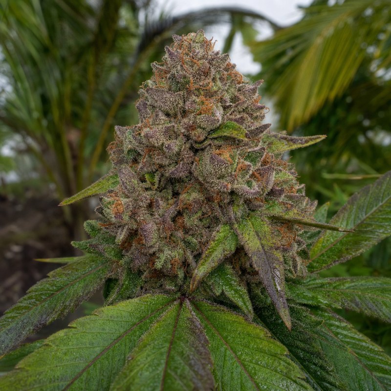 Outdoor macro photograph of the Purple Kush flower on a living plant